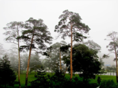 蘭州,、滿州里,、齊齊哈爾、銀川,、呼和浩特,、張家口地區(qū)植物品種選型圖表庫(kù)