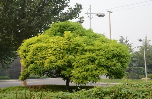 蘭州,、滿州里,、齊齊哈爾,、銀川、呼和浩特,、張家口地區(qū)植物品種選型圖表庫