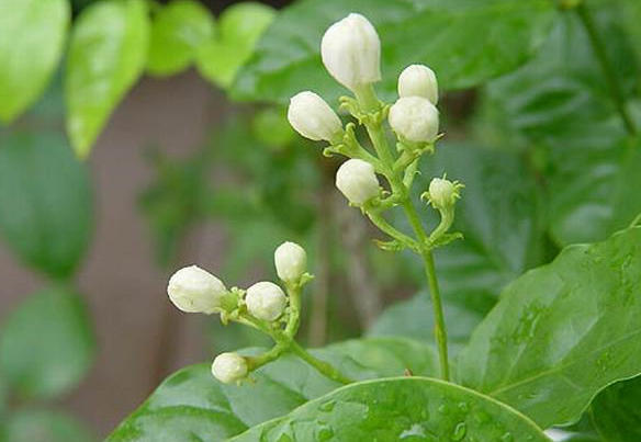 上海、长沙、桂林、杭州、重庆、贵阳、昆明地区植物品种选型图表库